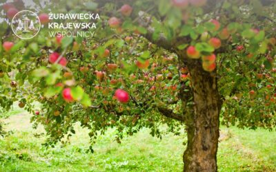 W jaki sposób szkody górnicze wpływają na plony i jakość gleby na gruntach rolnych?